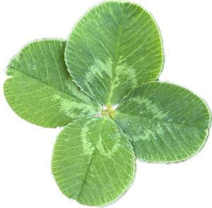 a four-leaf clover